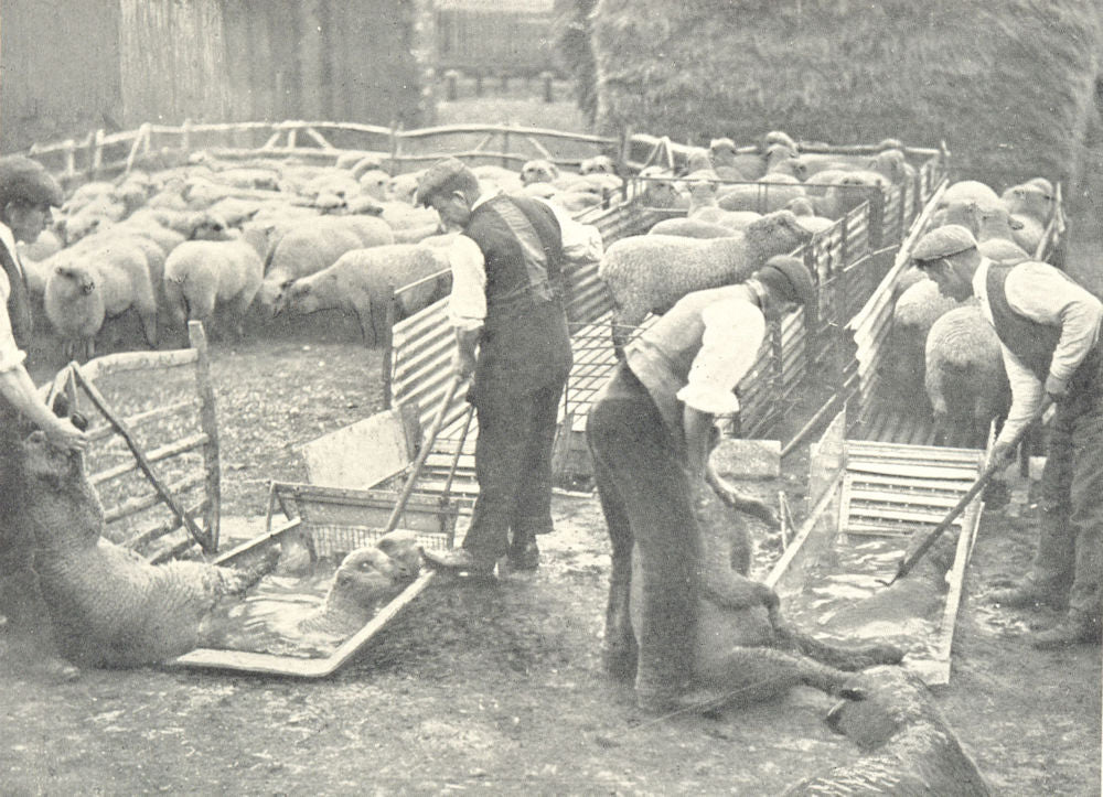 FARMING. Sheep Dipping (By courtesy William Cooper Nephews, Berkhamsted) 1912